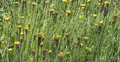 Flowers in the grass, some blooming yellow, other buds clutching the petals within, together both trace the arc of the sunshine.
